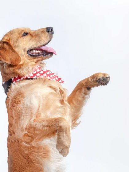 WoofWoof Stories - Pet & Family Photography Studio Paw-traits photo 29