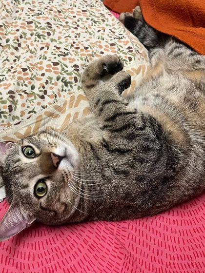 Leo showing off his belly. This is a sign of a very happy and trusting cat.