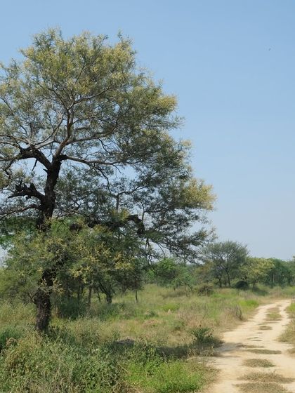 A gorgeous Ronjh (Vachellia leucophloea) tree in full flower at Aravali Nagar Van. Seeing this native tree thrive in a landscape once dominated by invasive Vilayati Keekar is a joy.