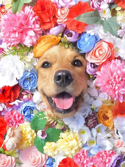 Look at that happy face! For this creative floral portrait, the adorable Sparkle pops her head through a bed of colorful flowers. These sessions are a dream and result in such unique, art-worthy photographs of your pet.