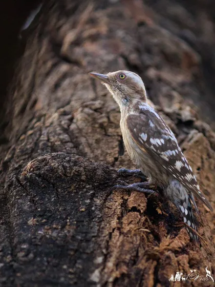 The Brown-capped Pygmy Woodpecker, one of the smallest woodpeckers. It has distinctive pink-rimmed white irises.