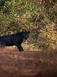 Wildlife & Bird Photography