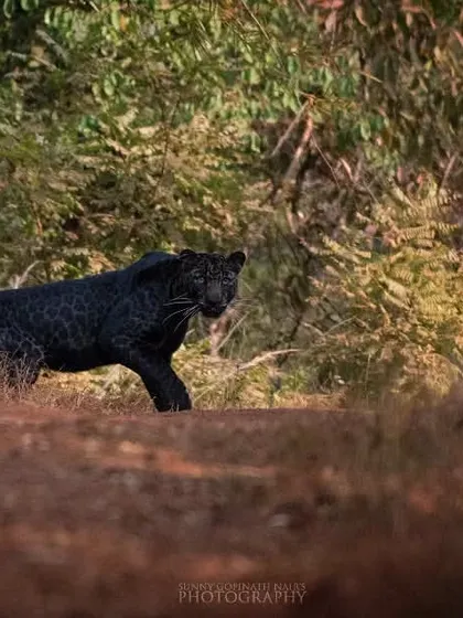 A rare and thrilling encounter with a melanistic leopard, popularly known as a Black Panther, as it prowls a forest path in India. Capturing this elusive cat was a dream come true, requiring immense patience and a bit of luck.