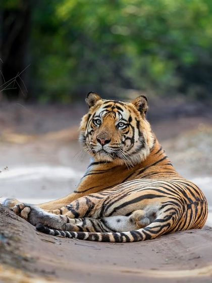 Tigers of India's Jungles photo 77
