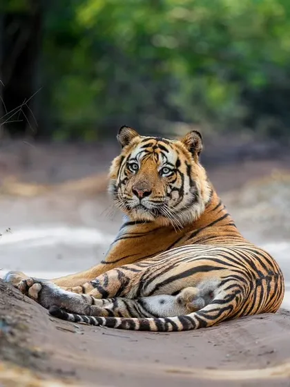 D1 resting on a sandbank, his blue eyes looking directly at the camera.