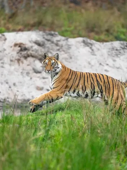 Another angle of the leaping tigress, a fleeting moment of raw wilderness and elegance.