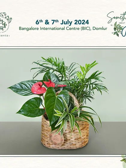 A beautiful gift basket featuring an Anthurium, Parlor Palm, and Spider Plant. This arrangement is part of our pop-up at the 'Something 'bout July' exhibition.