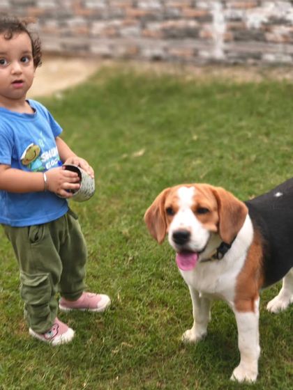 A child and a Beagle sharing a moment in our green, open play area. We ensure our space is welcoming for the entire family, both two-legged and four-legged.