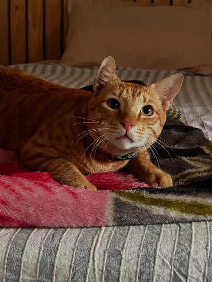 A relaxed pet is a happy pet. This is Pookie on his first day, already feeling comfortable and secure enough to settle in, which is the first step towards any successful training or boarding stay.