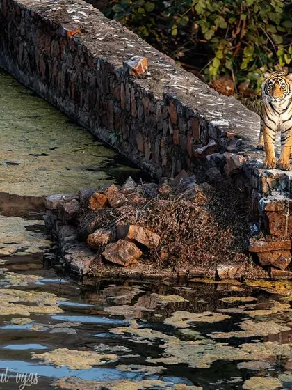 The beautiful tigress Noor standing on a man-made structure in zone 2. This image perfectly blends the wild and the historical elements of Ranthambore.