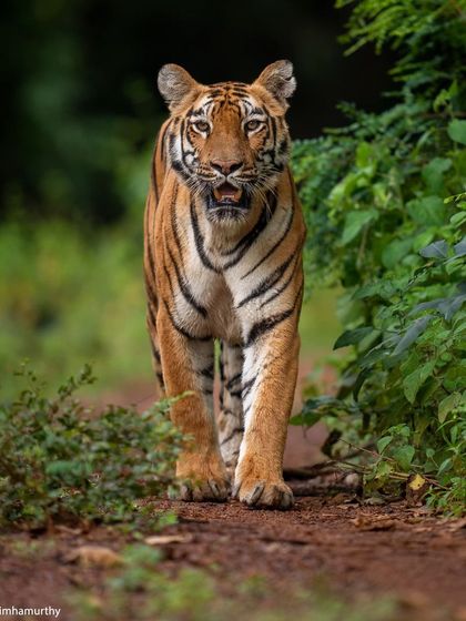 A recap of the incredible Tadoba winters of 2023, featuring a tiger on a head-on walk.