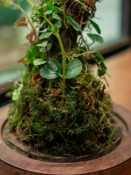 A detailed close-up of the moss and tiny leaves climbing the wooden structure inside the dome terrarium. This highlights the intricate, handcrafted nature of my work.