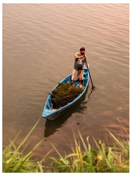 A man stands in his small blue boat, using a paddle to navigate the water. The boat is filled with aquatic plants he has gathered.