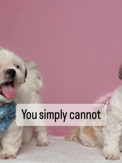 Two cute Shih Tzus ready for their close-up. The studio setting allows for fun, character-filled shots like this against a simple, colorful background.