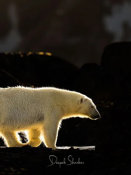 In the vast, silent Arctic, I saw this polar bear emerge from the shadows. The light caught the edge of its fur, creating a halo effect that felt otherworldly. This print is all about drama and mystery, a testament to the quiet power of the kings of the ice.