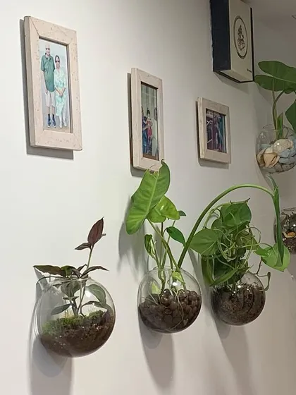 Here is how my glass bubble wall planters can transform a hallway into a green gallery. These open terrariums are perfect for small spaces and can be arranged in any pattern you like. I’ve used a mix of soil-based and water-propagated plants here to create a varied and dynamic display.