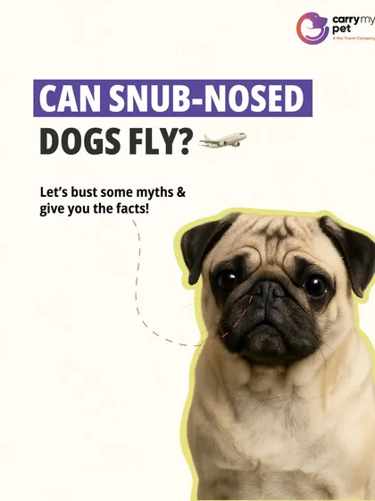 Can snub-nosed dogs fly? Yes, but it requires special care. This guide explains the facts about flying with brachycephalic breeds like Pugs and Boxers, a specialized service I offer by working only with pet-friendly airlines and planning for cooler travel times.