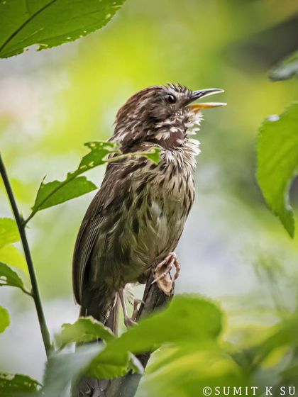 A Puff-throated Babbler, its throat puffed out as it sings. These birds are masters of camouflage on the forest floor.
