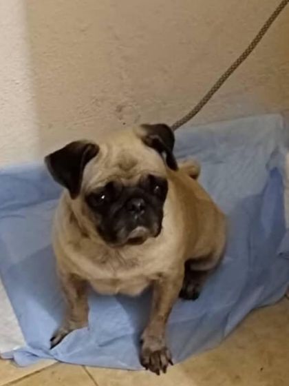 This adorable Pug was found on the roads and rescued by kind people. She is now in a temporary shelter, waiting for a real home.
