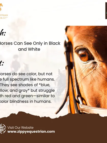 Myth vs. Fact: Can horses see in color? Contrary to popular belief, horses do see color, primarily in shades of blue and yellow, similar to color blindness in humans.