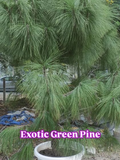An exotic Green Pine tree in a pot, perfect for a unique look on a terrace or in a garden.