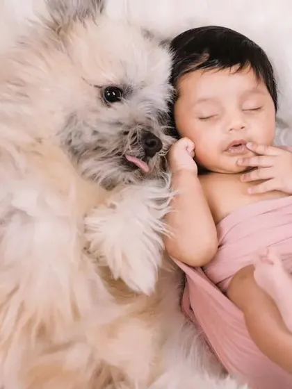 A tender moment as a fluffy dog gives its new human sibling a gentle lick. Capturing these interactions is what makes pet and baby photography so special.