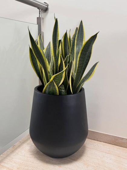 A medium-sized snake plant in a sleek black planter is a classic choice for any modern interior. It's incredibly easy to care for and is one of the best plants for purifying indoor air.