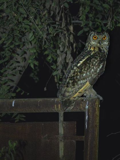 An Indian Eagle Owl perched on a rusty gate in Gurgaon, a perfect example of how these large raptors are living right alongside us.