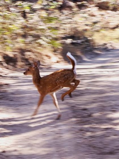 A Spotted Deer fawn caught in mid-leap as it dashes across a jungle track. Their speed and agility are incredible, and they are always on high alert for predators.