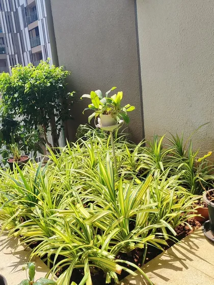 A dense planting of Spider Plants (Chlorophytum comosum) creates a lush, green carpet effect on this balcony. These plants are very easy to grow and propagate.