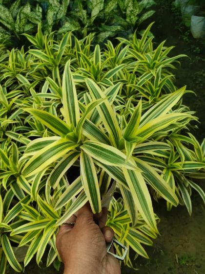 A Dracaena 'Song of India' plant. Its bright yellow and green striped leaves can brighten up any room.