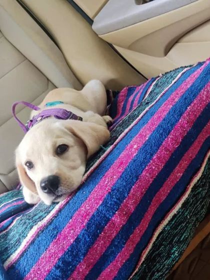 This tiny Labrador puppy is traveling peacefully on a soft blanket. I take special care of young pets to make their first travel experiences positive.