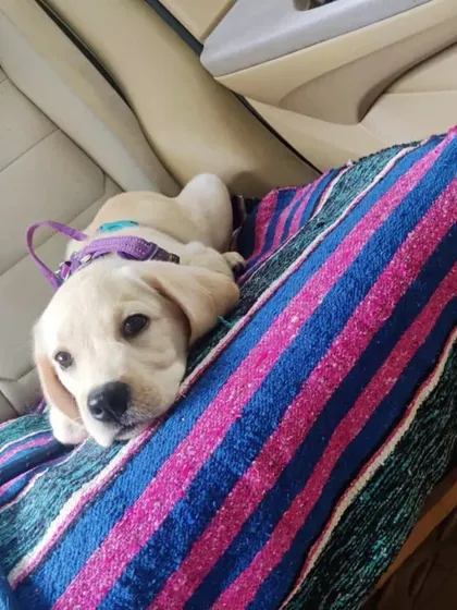 This tiny Labrador puppy is traveling peacefully on a soft blanket. I take special care of young pets to make their first travel experiences positive.