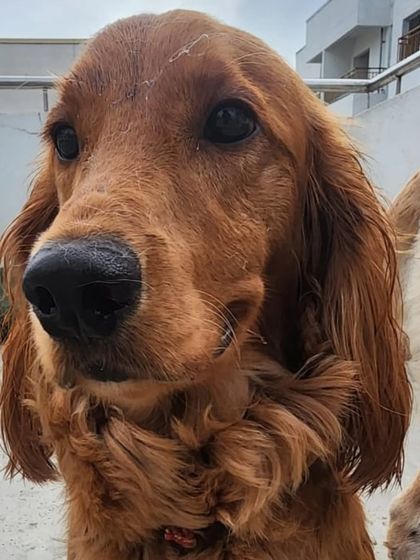 A lovely Cocker Spaniel. Their gentle nature and beautiful coat require special attention, which we provide.