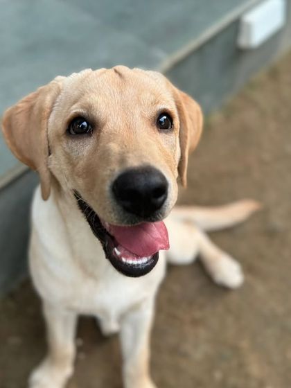 A beautiful portrait of Coco the Labrador. She's a happy, healthy, and much-loved member of our pack.