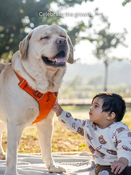 A heartwarming image of a toddler gently touching a large, calm Labrador. This photo beautifully illustrates the gentle bond that can form between children and their furry siblings.