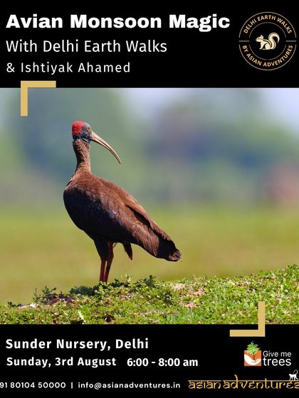 Urban Bird Watching photo 23