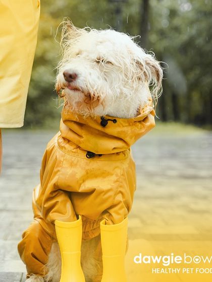 A best friend for all seasons. This dog, ready for the rain in its adorable raincoat, shows that our pets are with us through thick and thin, and they deserve the best from us.