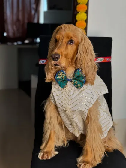 Posto looking thoughtful in his festive attire.