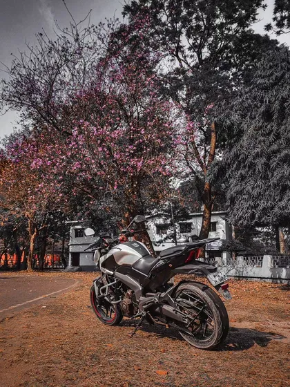 A Dominar parked under blooming Tabebuia trees in Siliguri. Even in an urban setting, the bike stands out.