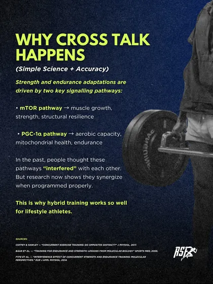 Hybrid training works because strength and endurance adaptations, driven by the mTOR and PGC-1a pathways, can synergize when programmed correctly. This is why it's so effective for lifestyle athletes.