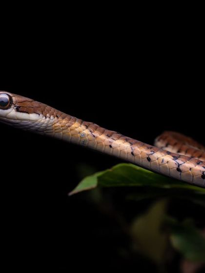 A Forsten's Cat Snake, a species I have been fortunate to rescue and photograph. Each encounter teaches me something new about these misunderstood but ecologically important animals.