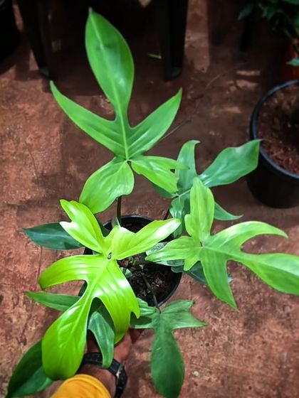 Rare & Collector's Plants photo 14