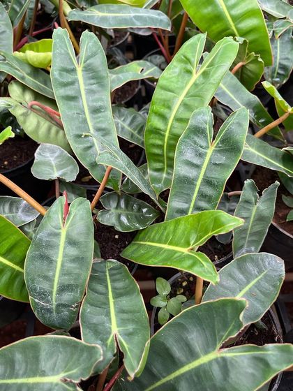 A healthy Philodendron with lush, green leaves, part of our new stock at the Vidyaranyapura branch.