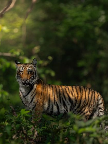 Tigers of India's Jungles photo 70