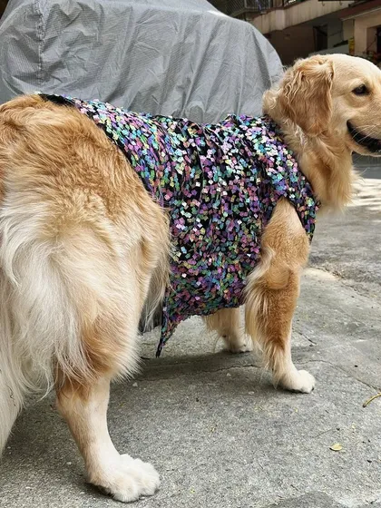 A good outfit looks great from every angle. Here you can see how this custom-stitched dress is tailored to fit the body without being tight, allowing for easy movement. I use the same principles for pet wear as I do for my bridal gowns: elegance in every stitch.