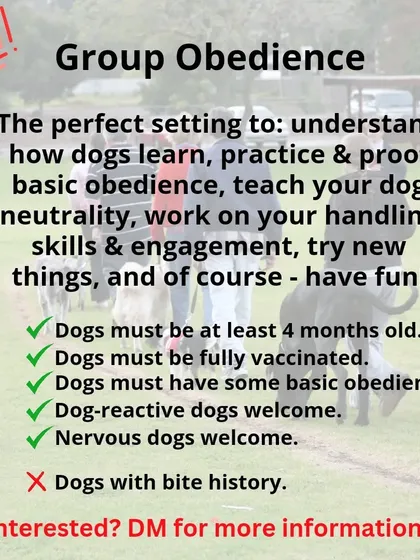 My Group Obedience classes are perfect for practicing skills in a real-world setting. I welcome nervous and dog-reactive dogs, as long as they don't have a bite history. We have a few simple requirements to ensure a safe and productive environment for everyone.