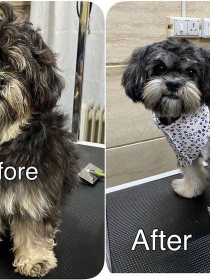 A before and after look at this lovely mixed-breed pup. A proper groom tidies up the coat and gives them a sharp, clean silhouette.