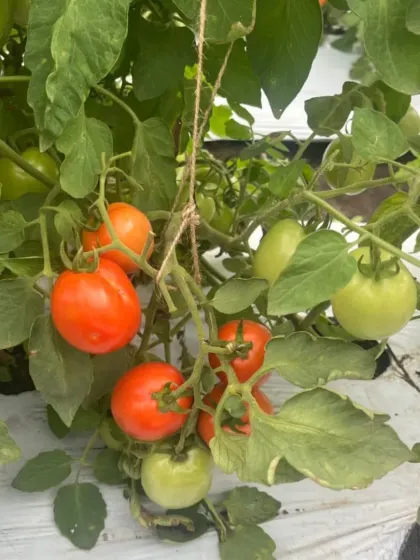 A healthy cluster of tomatoes, showing the productivity of our plants.