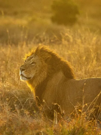 An African lion in the golden light of the savanna. We make the most of the golden hour on my photography tours to create these beautifully lit, rim-lit portraits.